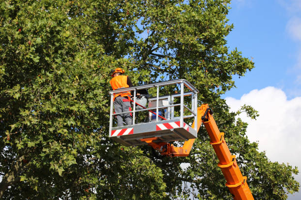 How Our Tree Care Process Works  in Orion, IL